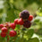 Raspberry, Jewel Black Raspberry