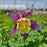Columbine, Earlybird™ Purple Yellow Columbine