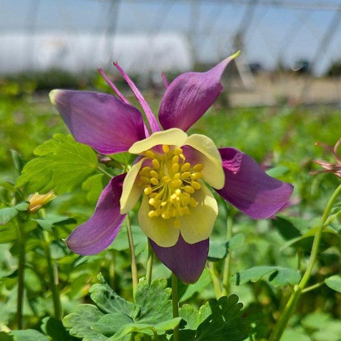 Columbine, Earlybird™ Purple Yellow Columbine