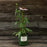 Coneflower, PowWow® Wild Berry Echinacea