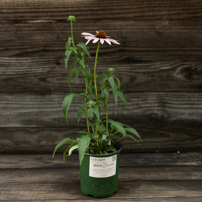 Coneflower, PowWow® Wild Berry Echinacea
