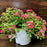 Rose, Coral Drift® Rose