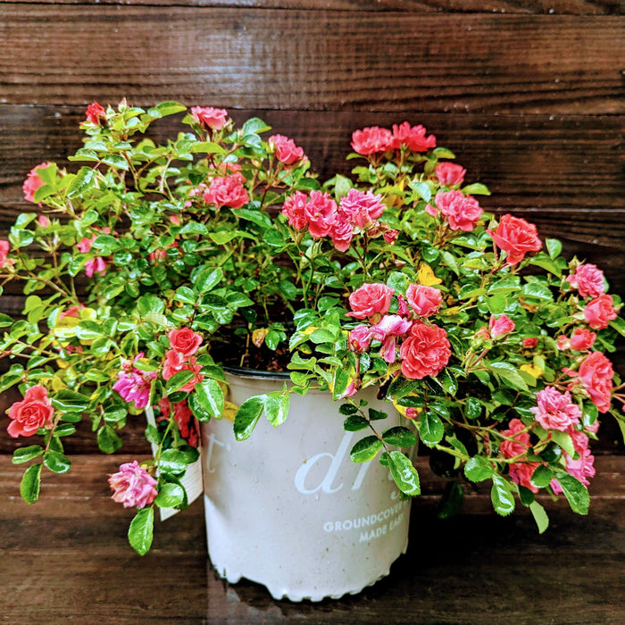 Rose, Coral Drift® Rose