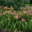 Daylily, Rainbow Rhythm® Sound of My Heart Daylily