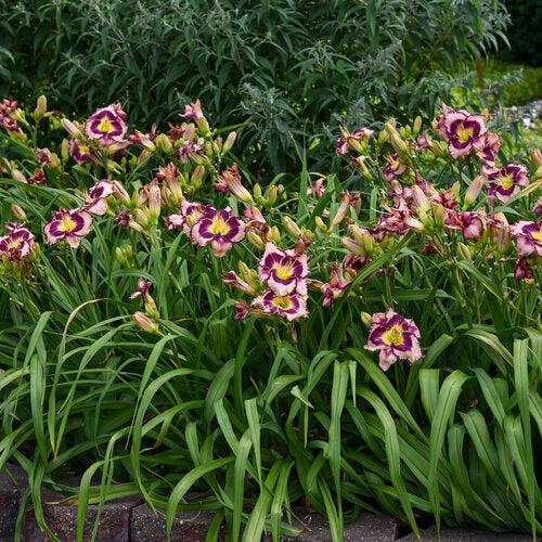 Daylily, Rainbow Rhythm® Sound of My Heart Daylily
