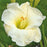 Daylily, Gentle Shepherd Daylily