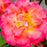 Rose, True Serenity Rose