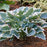Hosta, PW® Shadowland® Hope Springs Eternal Hosta