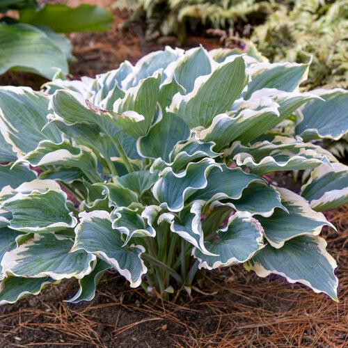 Hosta, PW® Shadowland® Hope Springs Eternal Hosta