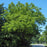 Walnut Tree, Black Walnut