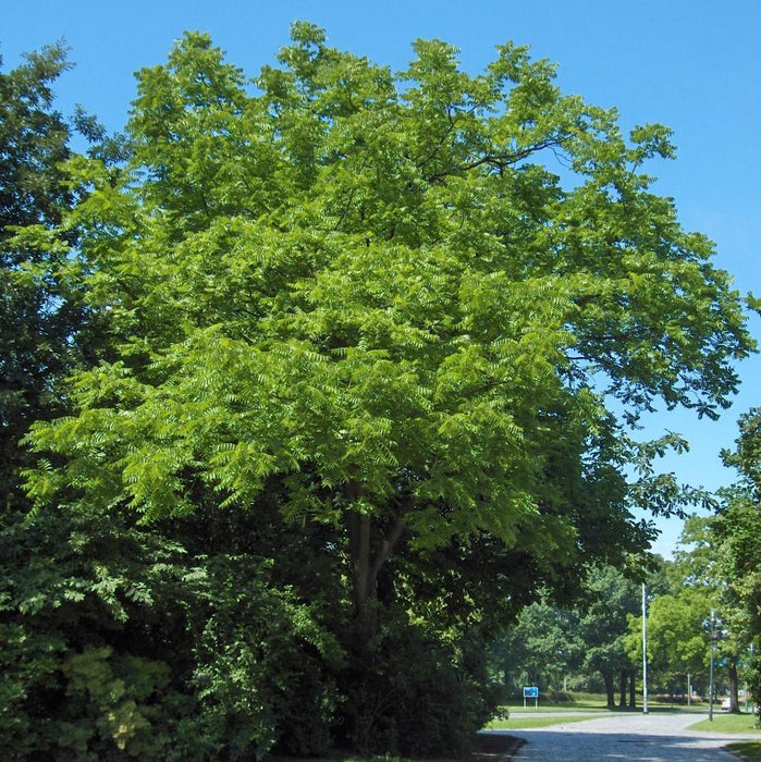 Walnut Tree, Black Walnut