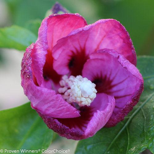 Hibiscus, PW® Lil' Kim® Violet Hibiscus