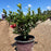Azalea, Encore Autumn Bonfire Azalea