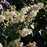 Hydrangea, Bloomin' Easy® Lava Lamp® Candelabra® Hydrangea