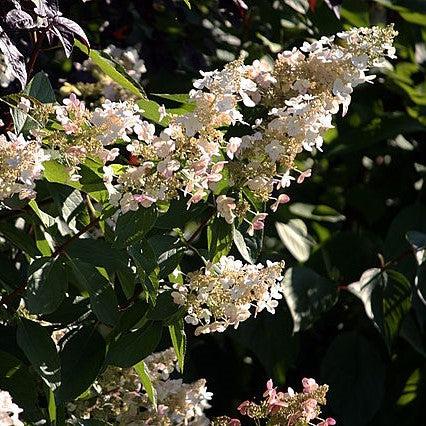 Hydrangea, Bloomin' Easy® Lava Lamp® Candelabra® Hydrangea