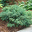Juniper, PW® Montana Moss® Juniper