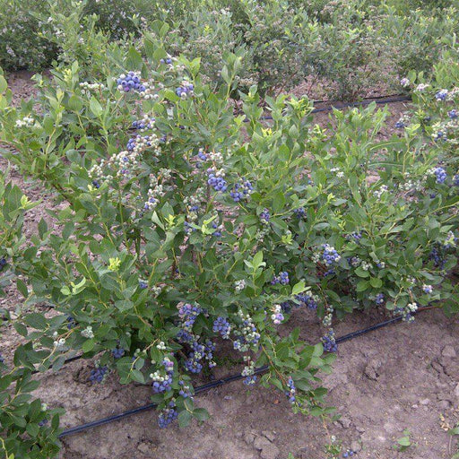 Vaccinium corymbosum 'Duke'  - Duke Highbush Blueberry
