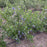 Blueberry, Duke Highbush Blueberry