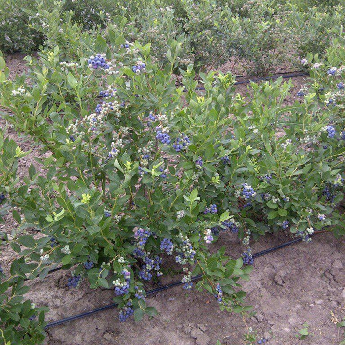 Blueberry, Duke Highbush Blueberry