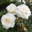 Rose, White Dawn Climbing Rose
