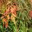 Maple, Waterfall Japanese Maple