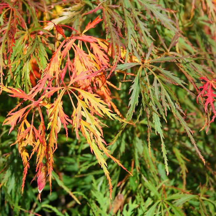 Maple, Waterfall Japanese Maple