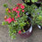Azalea, Encore Autumn Bonfire Azalea