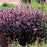 Beardtongue, Dakota Burgundy Beardtongue