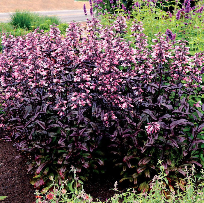 Beardtongue, Dakota Burgundy Beardtongue