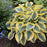 Hosta, PW® Shadowland® Autumn Frost Hosta