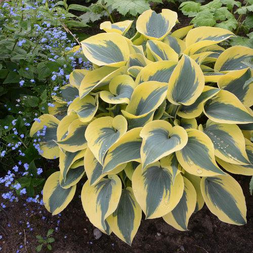 Hosta, PW® Shadowland® Autumn Frost Hosta