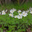 Anemone, Tall Thimbleweed