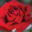 Rosa 'KORbeitelich'  - Crimson Bouquet™ Rose