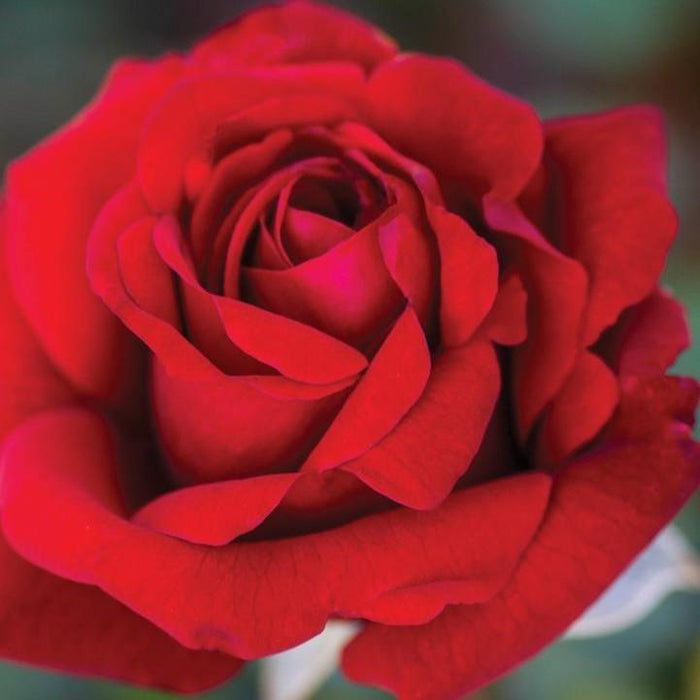 Rosa 'KORbeitelich'  - Crimson Bouquet™ Rose