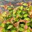 Spirea, Double Play® Candy Corn® Spirea