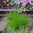 Sedge, Bristle-leafed Sedge