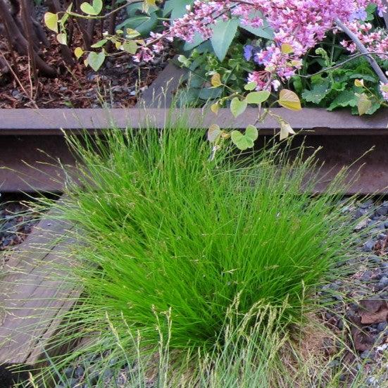 Sedge, Bristle-leafed Sedge