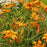Daylily, Primal Scream Daylily