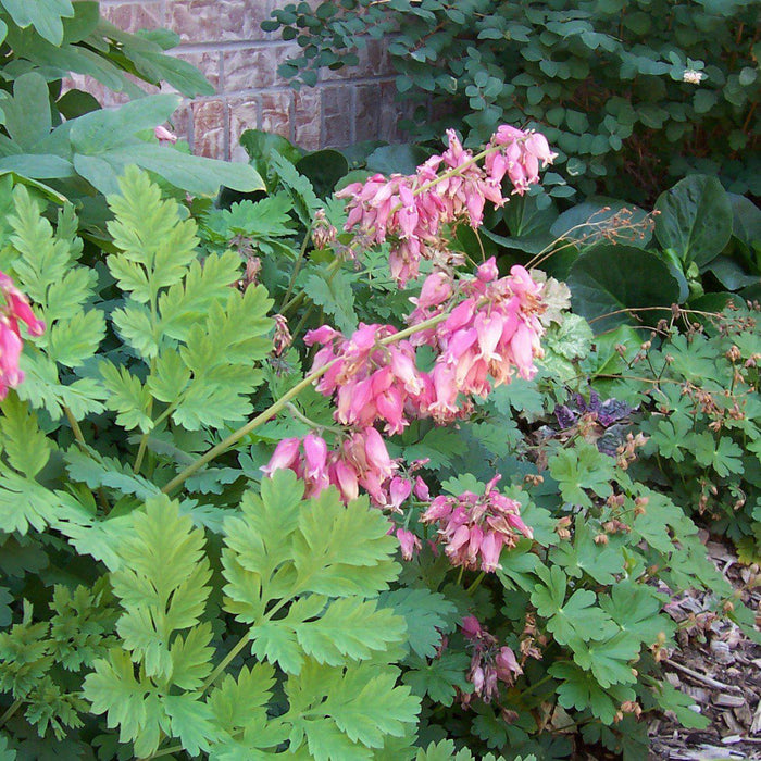 Bleeding Heart, Fern-Leaf Bleeding Heart