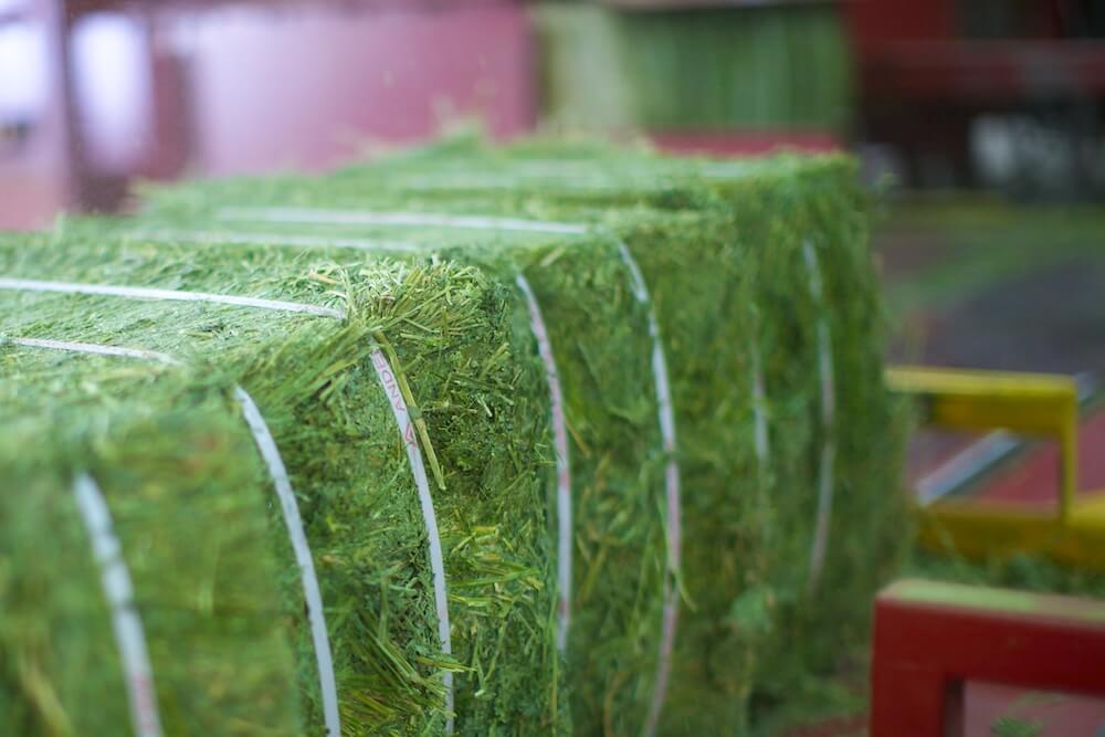 Alfalfa Hay Bale, 40 lbs - TEMPORARILY OUT OF STOCK