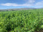 Alfalfa Hay Bale, 40 lbs - TEMPORARILY OUT OF STOCK
