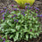 Pulmonaria 'Spot on'  - PW® Spot On Lungwort