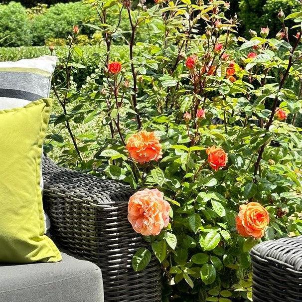 Rose, Showpiece™ Orange Rose