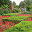 Boxwood, Green Velvet Boxwood