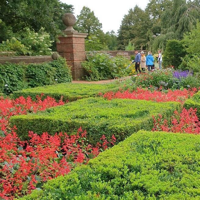 Boxwood, Green Velvet Boxwood