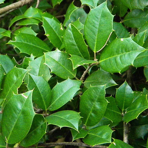 Holly, Jersey Knight Holly