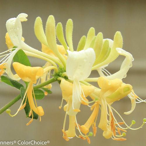 Honeysuckle, Scentsation Honeysuckle
