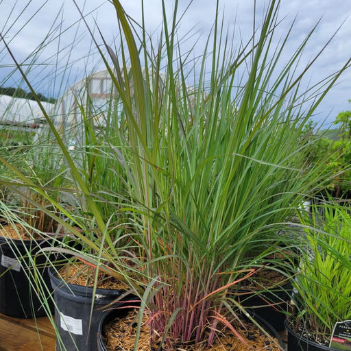 Grass, Holy Smoke Blue Stem
