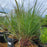 Grass, Holy Smoke Blue Stem
