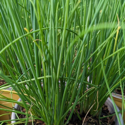 Allium, Staro Chives
